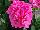 Fides, Inc.: Geranium  'Tickled Pink' 