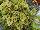 Fides, Inc.: Heucherella  'Gold Cascade' 