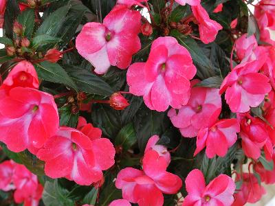 Impatiens SunPatiens 'Spreading Pink Splash'