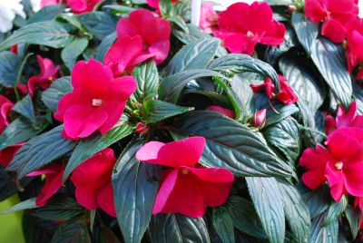 Fides, Inc.: Tamarinda® Max Impatiens Burgundy 