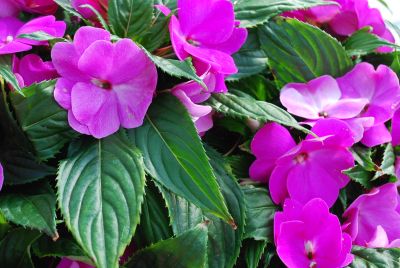 Tamarinda® Max Impatiens Lavender 