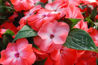 Fides, Inc.: Tamarinda® Impatiens Orange Orchid 