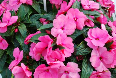 Tamarinda® Max Impatiens Pink 