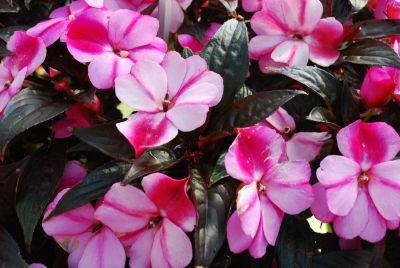 Fides, Inc.: Tamarinda® Impatiens Purple Bicolor 