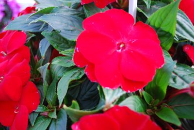 Fides, Inc.: Tamarinda® Max Impatiens Red 