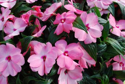 Fides, Inc.: Tamarinda® Max Impatiens Sweet Pink 