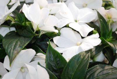 Fides, Inc.: Tamarinda® Max Impatiens White 