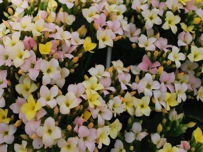 Forever Midi Kalanchoe Sunkissed Pink 