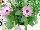 Fides, Inc.: Osteospermum  'Pink Bicolor' 