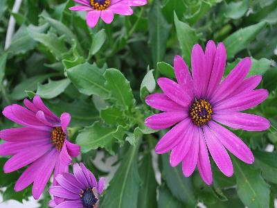 Margarita Osteospermum Cascata Pink 