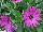 Fides, Inc.: Osteospermum  'Cascata Pink' 
