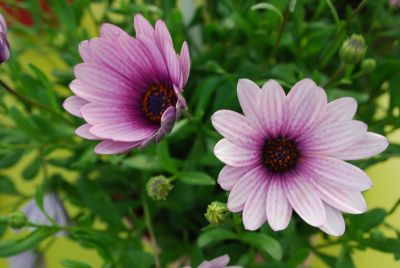 Cape Daisy&reg; Osteospermum Antique Blue 