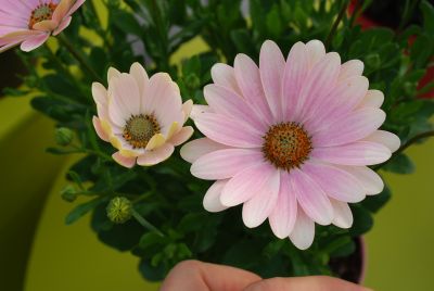Cape Daisy® Osteospermum Spring Bouquet 