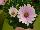 Fides, Inc.: Osteospermum  'Spring Bouquet' 