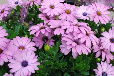 Margarita Supreme Osteospermum Lilac 