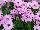 Fides, Inc.: Osteospermum  'Lilac' 
