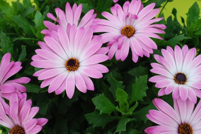 Margarita Supreme Osteospermum Pink Bicolor 