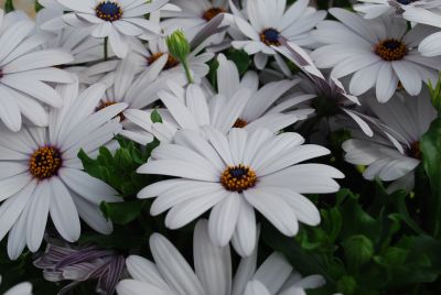 Margarita Supreme Osteospermum White 