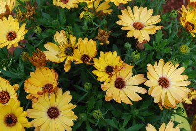 Margarita Supreme Osteospermum Yellow Improved 
