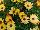 Fides, Inc.: Osteospermum  'Yellow Improved' 