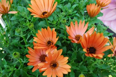 Margarita Osteospermum Sepia 
