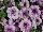 Fortunia Petunia Early Lilac Vein 