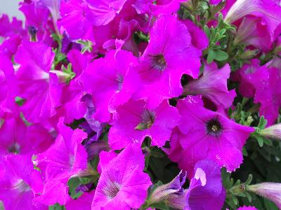 Fides, Inc.: Ray Petunia Purple 