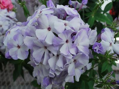 Phlox  'Blue Flame'