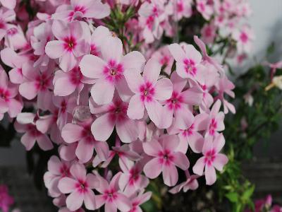 Phlox Early Start 'Light Pink'