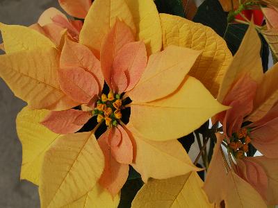  Poinsettia 1409 