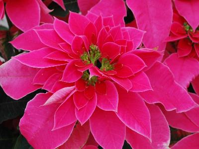 Poinsettia  'Luv U Pink'