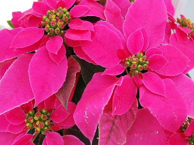 Poinsettia Princettia 'Dark Pink'