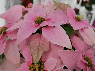 Princettia Poinsettia Pink 