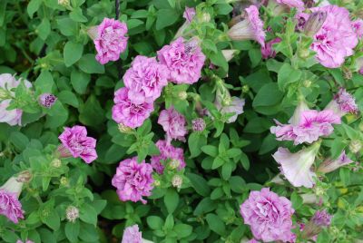 Fides, Inc.: Summer Double® Petunia Double Light Pink 