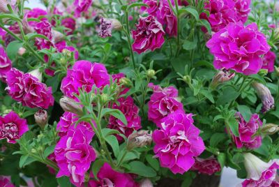 Fides, Inc.: Summer Double® Petunia Double Pink 