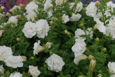 Fides, Inc.: Summer Double® Petunia Double Whiteght Pink 
