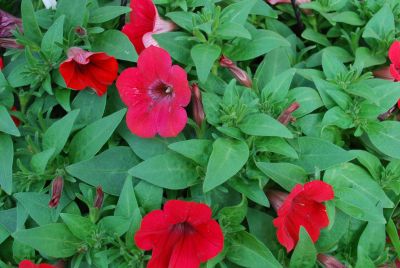 Suntory Flowers, Ltd.: Surfinia® Petunia Deep Red 