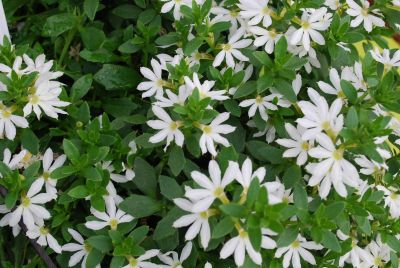 Surdiva® Scaevola White 