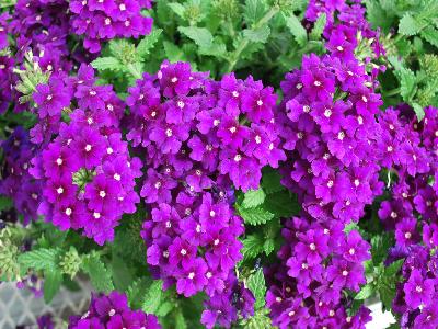 Lindalina Verbena Blue 