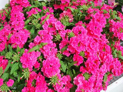 Fides, Inc.: Lindalina Verbena Hot Pink 