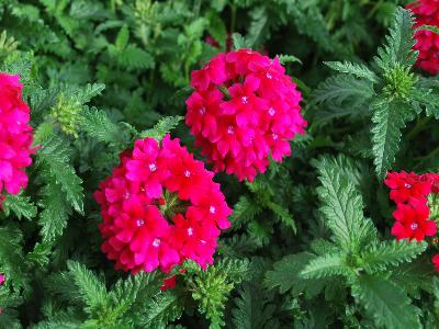 Fides, Inc.: Lindalina Verbena Neon 