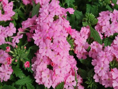 Fides, Inc.: Lindalina Verbena Pink 