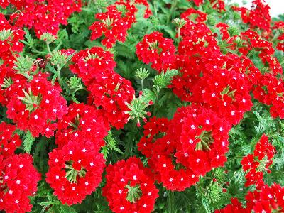 Fides, Inc.: Lindalina Verbena Red 