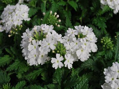 Lindalina Verbena White 