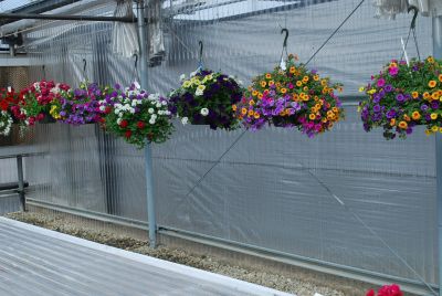 Hanging Basket Ideas: A full compliment of ideas and real-life combination baskets to increase sales and profits.