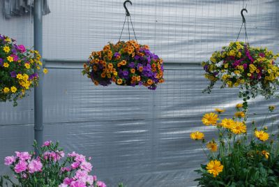 Hanging Basket Ideas: A full compliment of ideas and real-life combination baskets to increase sales and profits.