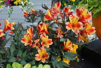 Hibiscus on Display: Fire-orange with pink hues make this hibisus one of our favorites.