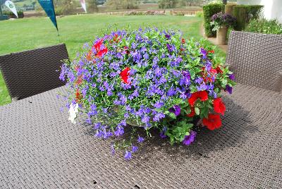 COMBO Expressions Annuals™ Fab Festivities™ 'That's The Spirit!™'