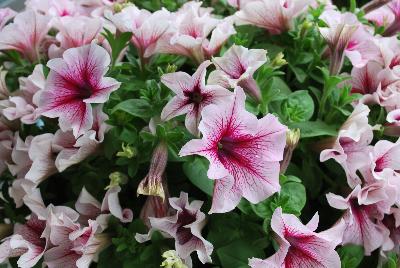 HGTV Home Plant Collection™  Petunia  : New from the HGTV Home Collection® as seen @ Edna Valley Vineyards, Spring Trials 2016.
