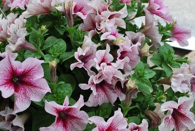 HGTV Home Plant Collection™  Petunia  : New from the HGTV Home Collection® as seen @ Edna Valley Vineyards, Spring Trials 2016.